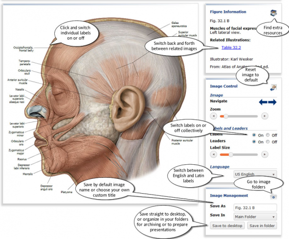 thieme_anatomy2