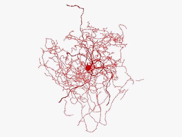 Rosehip-neuron-reconstruction