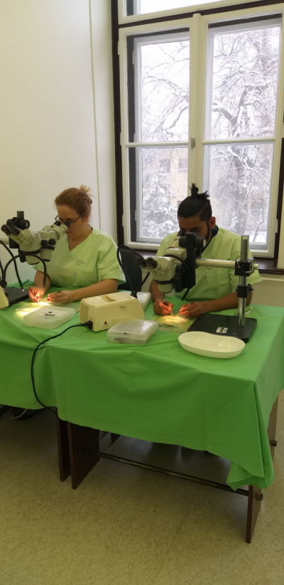 Microsurgery másolata
