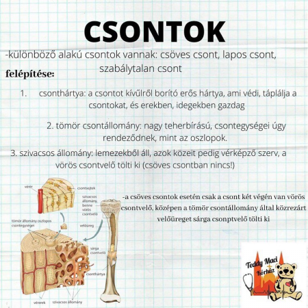 Csontok_2