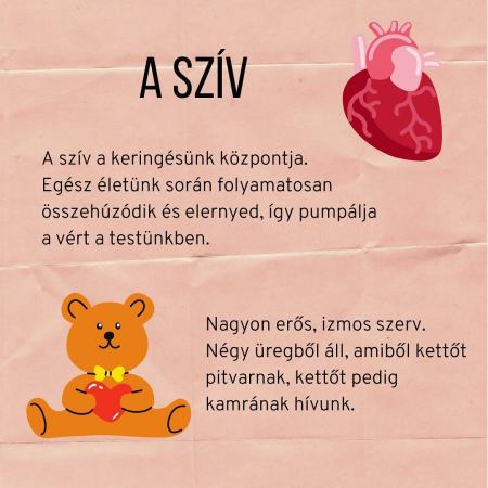 Sziv_es_ver_2